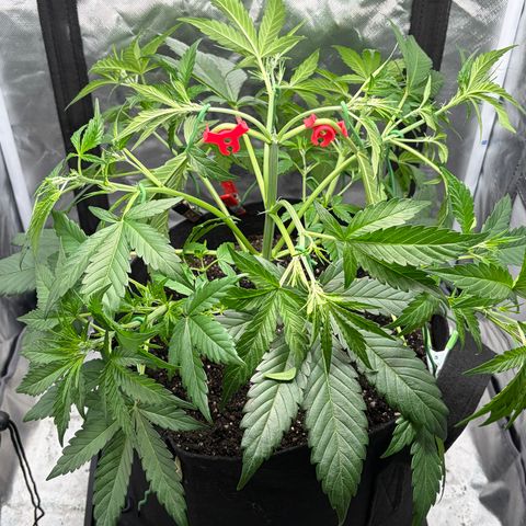 Apple of Eden  growlog timeline photo