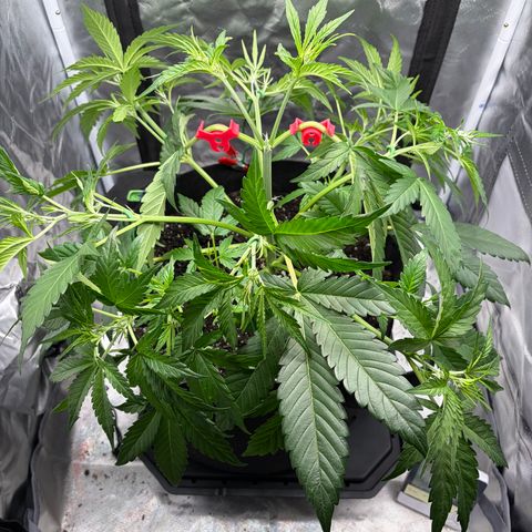 Apple of Eden  growlog timeline photo