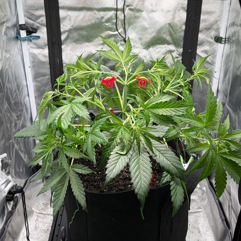Apple of Eden  growlog timeline photo