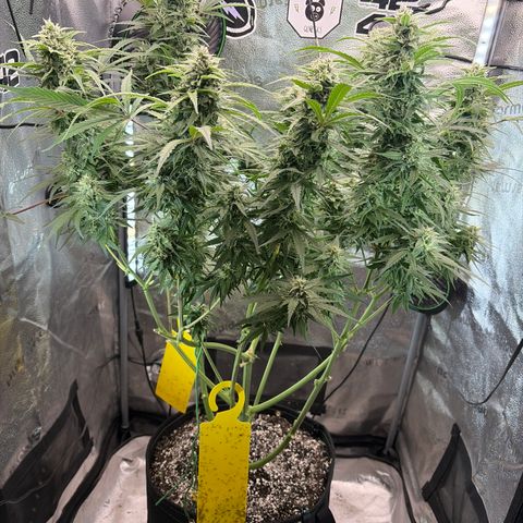 Sour Bubbly x HubbaBubbaHaze growlog timeline photo