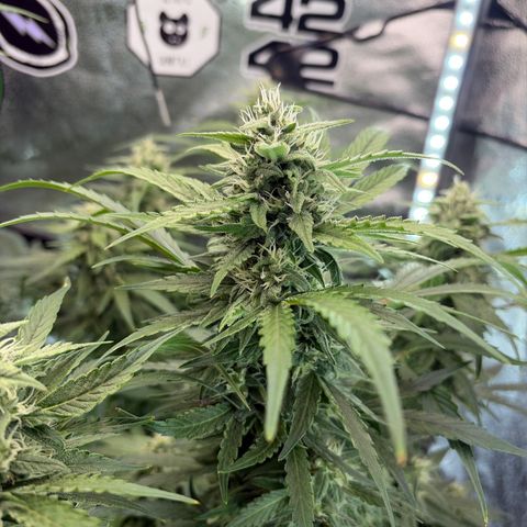 Sour Bubbly x HubbaBubbaHaze growlog timeline photo