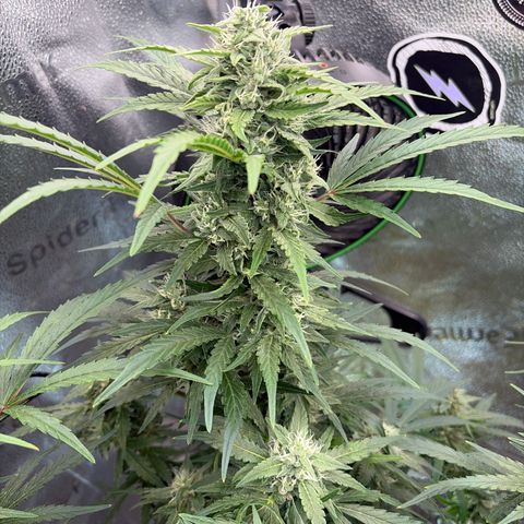 Sour Bubbly x HubbaBubbaHaze growlog timeline photo