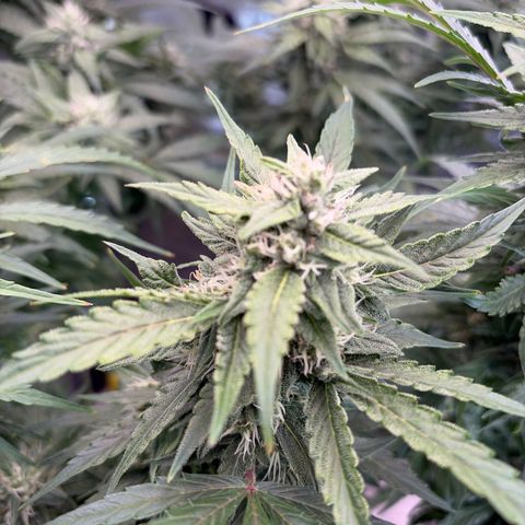 Sour Bubbly x HubbaBubbaHaze growlog timeline photo