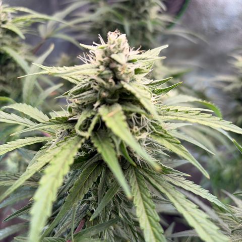 Sour Bubbly x HubbaBubbaHaze growlog timeline photo