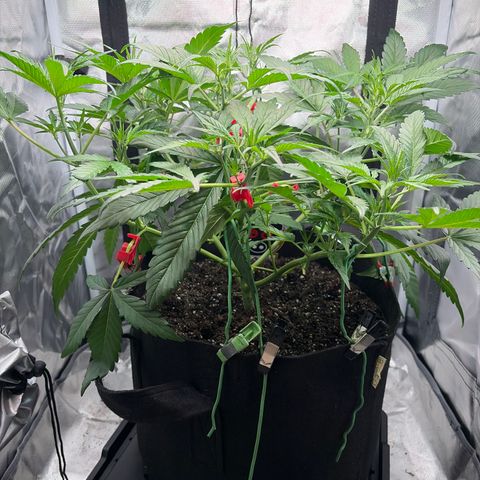 Apple of Eden  growlog timeline photo