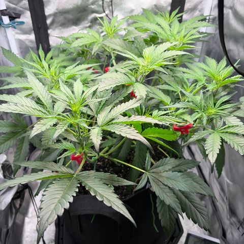 Apple of Eden  growlog timeline photo