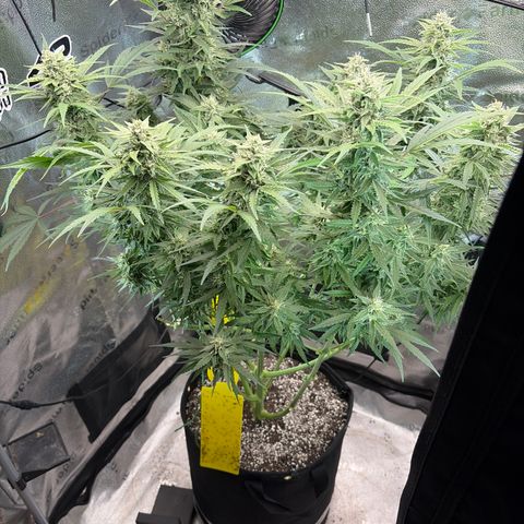 Sour Bubbly x HubbaBubbaHaze growlog timeline photo