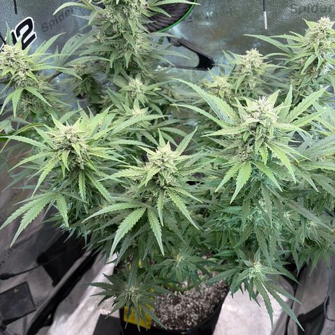 Sour Bubbly x HubbaBubbaHaze growlog timeline photo