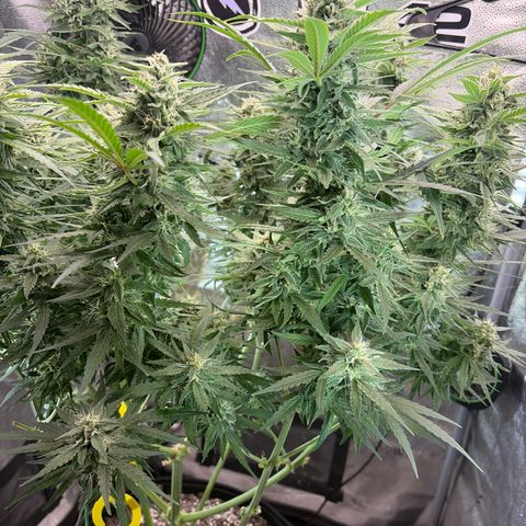 Sour Bubbly x HubbaBubbaHaze growlog timeline photo