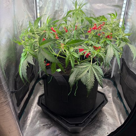 Sour Bubbly x HubbaBubbaHaze growlog timeline photo