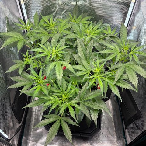 Sour Bubbly x HubbaBubbaHaze growlog timeline photo