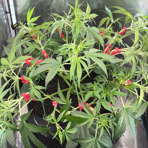 Sour Bubbly x HubbaBubbaHaze growlog timeline photo