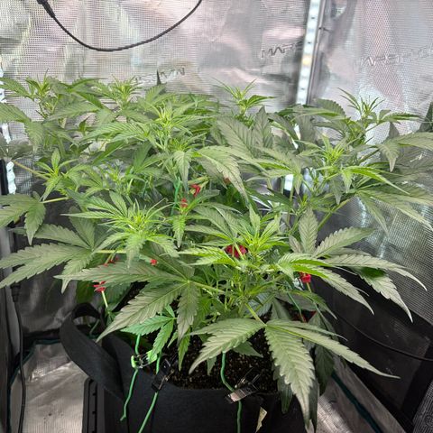 Sour Bubbly x HubbaBubbaHaze growlog timeline photo