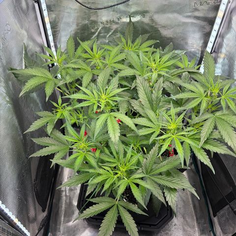 Sour Bubbly x HubbaBubbaHaze growlog timeline photo