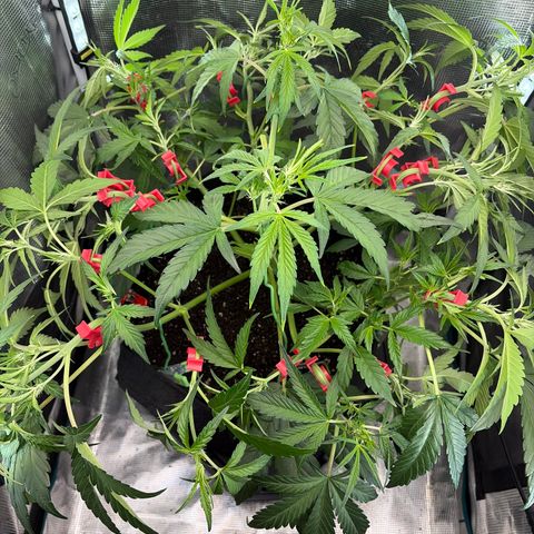 Apple of Eden  growlog timeline photo