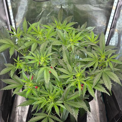 Sour Bubbly x HubbaBubbaHaze growlog timeline photo