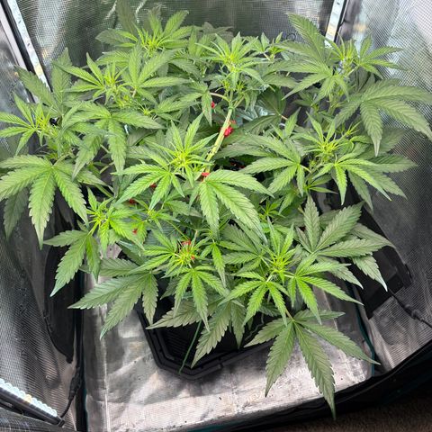 Sour Bubbly x HubbaBubbaHaze growlog timeline photo