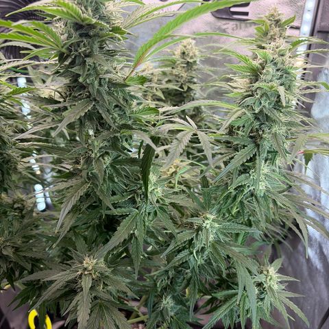 Sour Bubbly x HubbaBubbaHaze growlog timeline photo