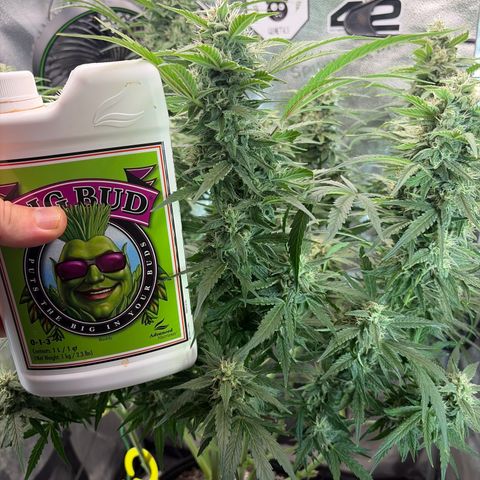 Sour Bubbly x HubbaBubbaHaze growlog timeline photo