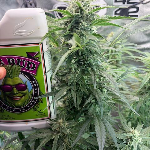 Sour Bubbly x HubbaBubbaHaze growlog timeline photo