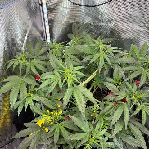 Apple of Eden  growlog timeline photo