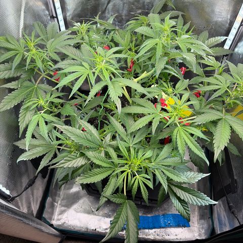 Apple of Eden  growlog timeline photo