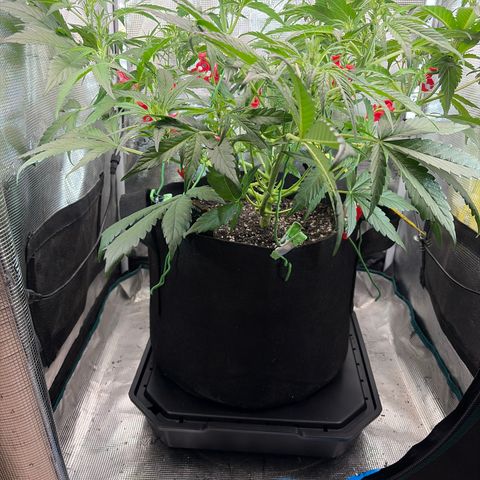 Apple of Eden  growlog timeline photo