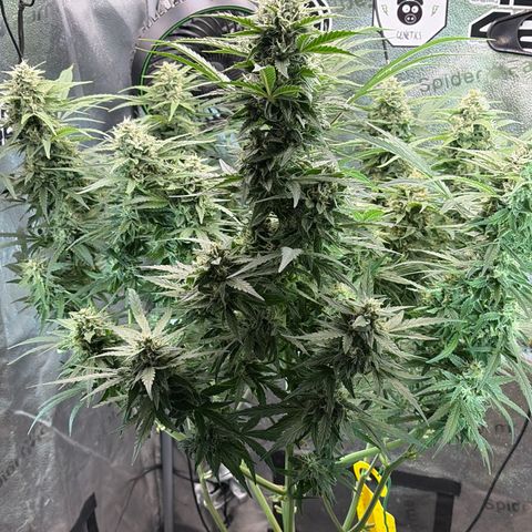 Sour Bubbly x HubbaBubbaHaze growlog timeline photo