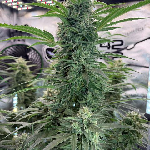 Sour Bubbly x HubbaBubbaHaze growlog timeline photo