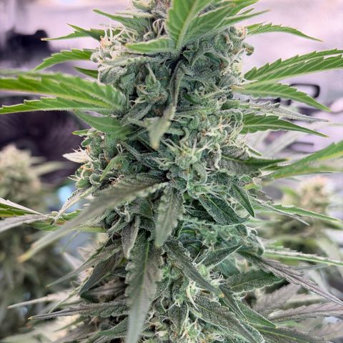 Sour Bubbly x HubbaBubbaHaze growlog timeline photo
