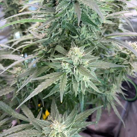 Sour Bubbly x HubbaBubbaHaze growlog timeline photo