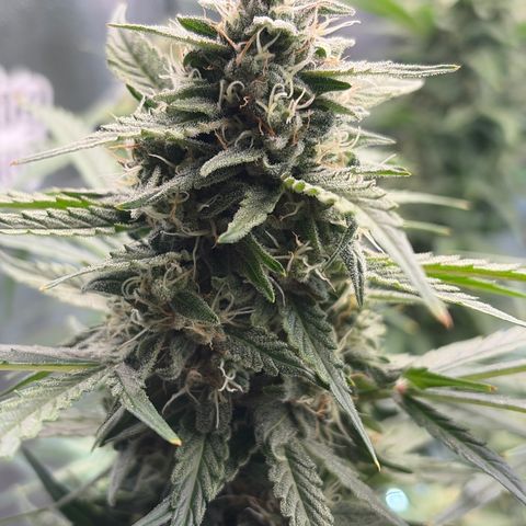 Sour Bubbly x HubbaBubbaHaze growlog timeline photo