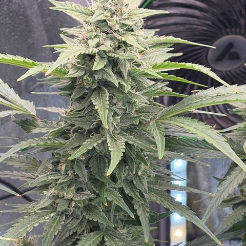 Sour Bubbly x HubbaBubbaHaze growlog timeline photo