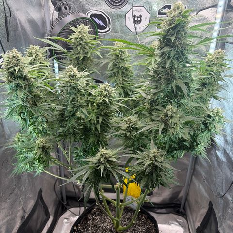 Sour Bubbly x HubbaBubbaHaze growlog timeline photo