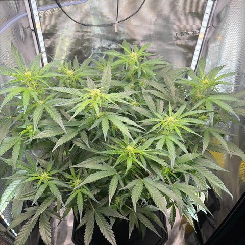 Apple of Eden  growlog timeline photo