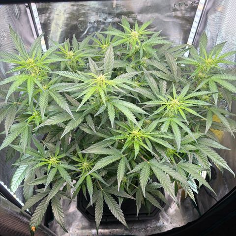 Apple of Eden  growlog timeline photo
