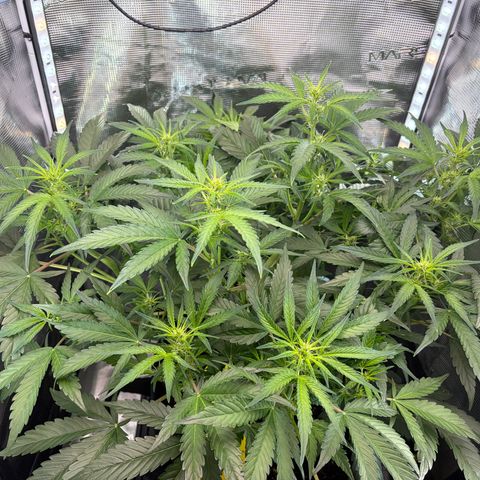 Apple of Eden  growlog timeline photo
