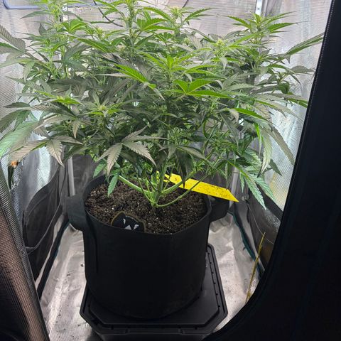 Apple of Eden  growlog timeline photo