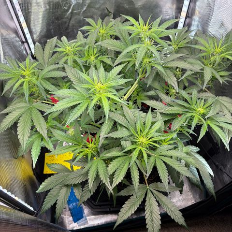 Apple of Eden  growlog timeline photo