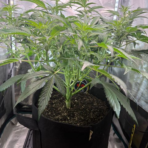 Apple of Eden  growlog timeline photo