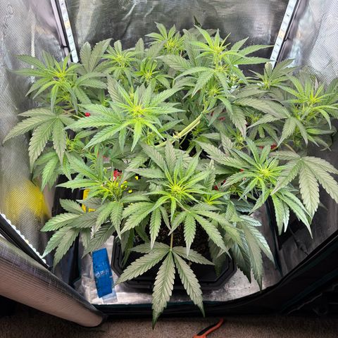 Apple of Eden  growlog timeline photo