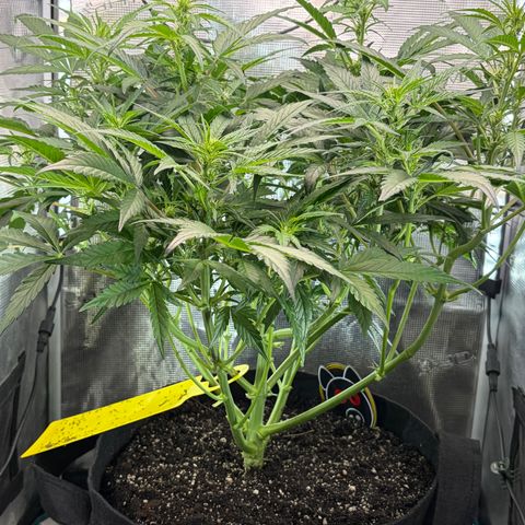 Apple of Eden  growlog timeline photo