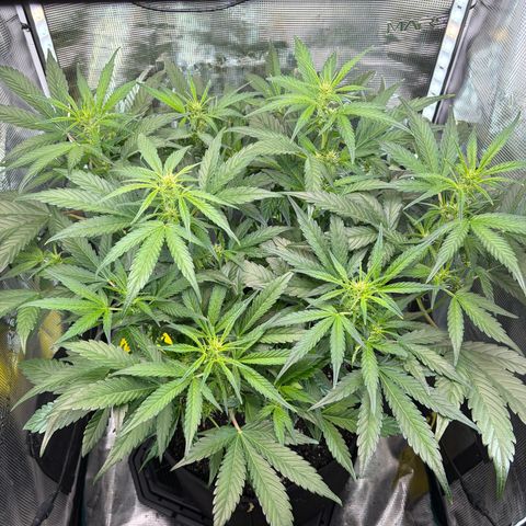Apple of Eden  growlog timeline photo