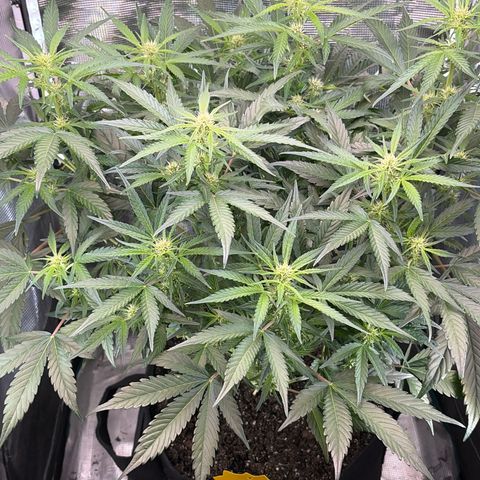 Apple of Eden  growlog timeline photo