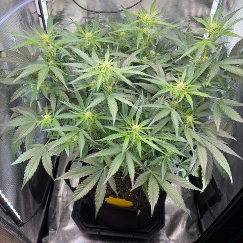 Apple of Eden  growlog timeline photo