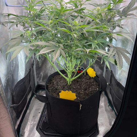 Apple of Eden  growlog timeline photo