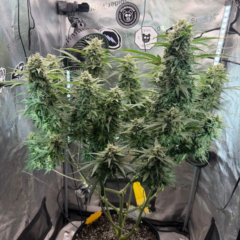 Sour Bubbly x HubbaBubbaHaze growlog timeline photo