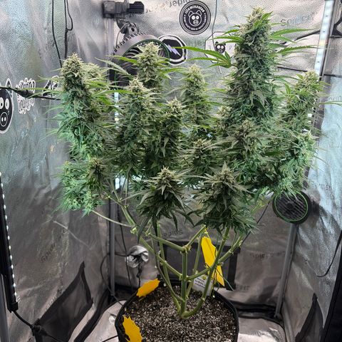 Sour Bubbly x HubbaBubbaHaze growlog timeline photo