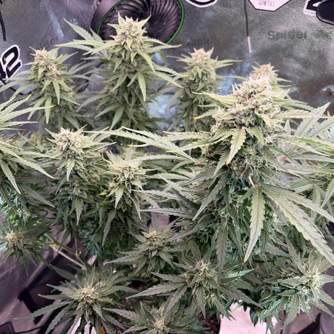 Sour Bubbly x HubbaBubbaHaze growlog timeline photo