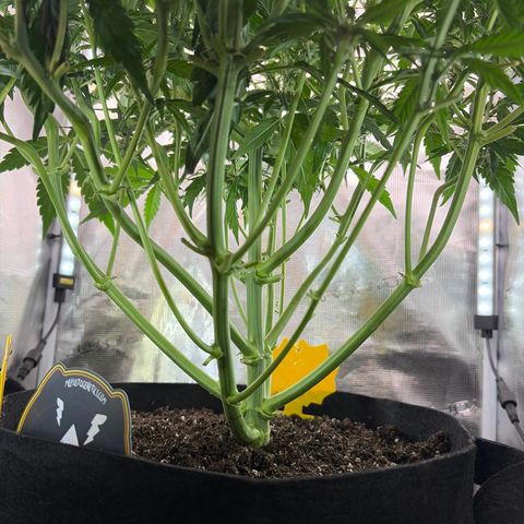 Apple of Eden  growlog timeline photo